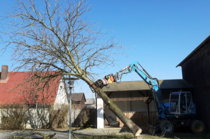 Leistungen Baumfällarbeiten
